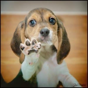 doggie in the window