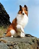 Lassie