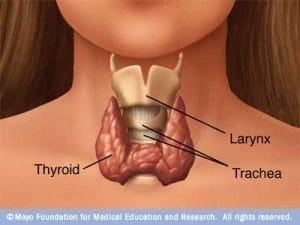 13 Silent Signs of a Thyroid Problem 1 thyroid
